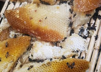 Desa Rambahan Manfaatkan DD Untuk Pelatihan Budidaya Madu