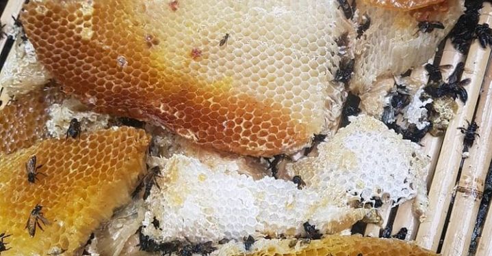 Desa Rambahan Manfaatkan DD Untuk Pelatihan Budidaya Madu