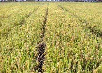 Pemerintah Canangkan Impor Beras di Tengah Panen Raya