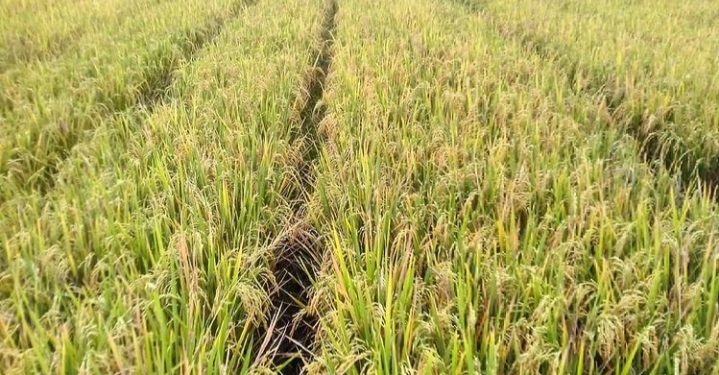 Pemerintah Canangkan Impor Beras di Tengah Panen Raya