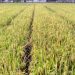 Pemerintah Canangkan Impor Beras di Tengah Panen Raya