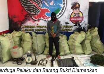 Oknum Guru PNS Ditangkap Polisi Karena Tanam Ganja
