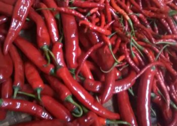 Jelang Ramadhan Harga Cabai Merah di Kota Jambi Turun