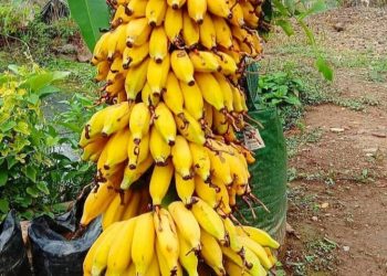 Jelang Lebaran, Banyak Buah Pisang di Solok di Gondol Maling