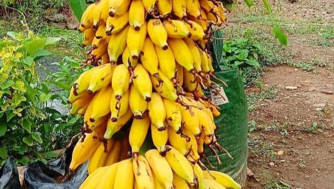 Jelang Lebaran, Banyak Buah Pisang di Solok di Gondol Maling