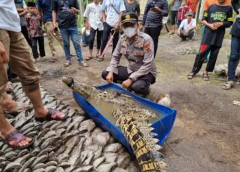 Geger, Buaya Muara Sepanjang 3 Meter di Tangkap Warga