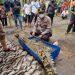 Geger, Buaya Muara Sepanjang 3 Meter di Tangkap Warga