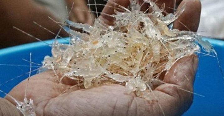 Baby Lobster Senilai 20 Milyar Berhasil di Amankan Tim Petir Polres Tanjabbar