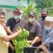 Wabup BBS Dampingi HBA Panen Pisang Cavendis di Ponpes Miftahun Najah Desa Tangkit