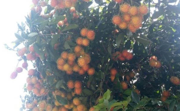 Warga Kenali Besar Tewas Tersengat Listrik Saat Ambil Rambutan