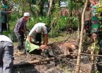 Lepas dan Mengamuk, Sapi Kurban Masjid Ilal Jannah ini Terpaksa Disembelih di Rawa-rawa