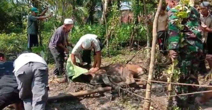 Lepas dan Mengamuk, Sapi Kurban Masjid Ilal Jannah ini Terpaksa Disembelih di Rawa-rawa