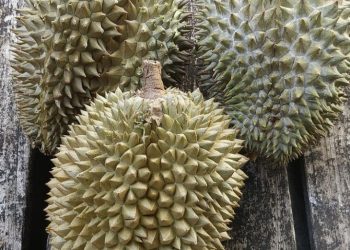 Nikmatnya Rasa Raja Buah Asal Desa Penyambungan Tanjabbar