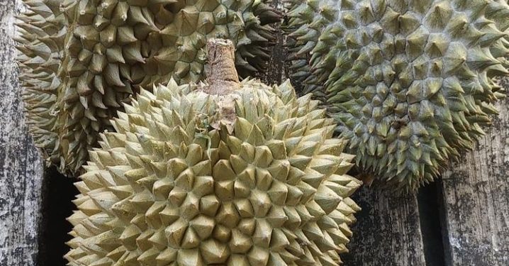 Nikmatnya Rasa Raja Buah Asal Desa Penyambungan Tanjabbar