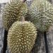 Nikmatnya Rasa Raja Buah Asal Desa Penyambungan Tanjabbar