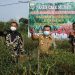 Gubernur Alharis Tanam Kedelai dan Panen Cabe di Bungo