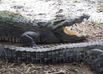 Puluhan Buaya Muara Sungaigelam dipindahkan BKSDA