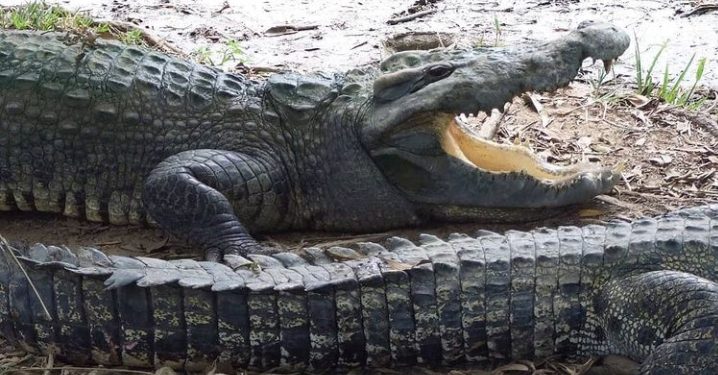 Puluhan Buaya Muara Sungaigelam dipindahkan BKSDA