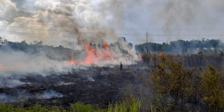 4 Hektar Lahan di Maro Sebo Ludes Terbakar