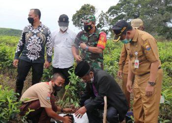Wagub Sani Sempatkan Tanam Pohon di Kayu Aro