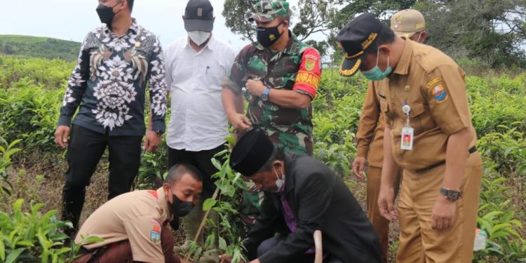 Wagub Sani Sempatkan Tanam Pohon di Kayu Aro