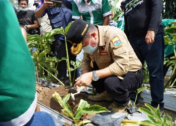 Al Haris Dorong Porang Jadi Komoditi Unggulan