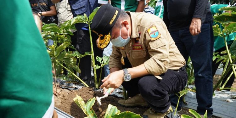 Al Haris Dorong Porang Jadi Komoditi Unggulan
