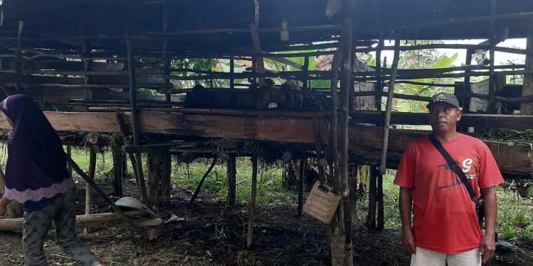 Teror di Talangduku, Maling Bantai 7 Kambing Sisakan Jeroan 
