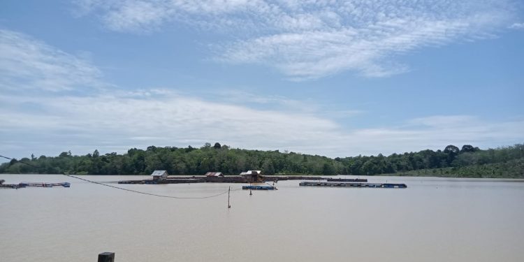 Akibat Merajalela PETI di Dam Betuk, Petani Keramba Mengalami Kerugian Puluhan Juta 