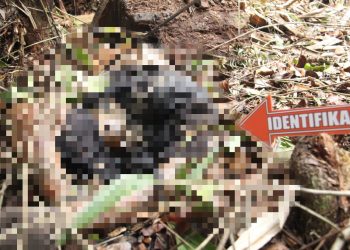 Heboh, Warga di Kumpeh Ilir Tewas Mengenaskan di Terkam Harimau