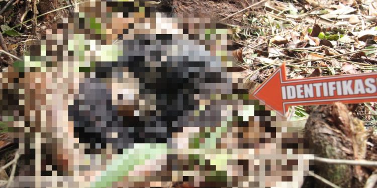Heboh, Warga di Kumpeh Ilir Tewas Mengenaskan di Terkam Harimau