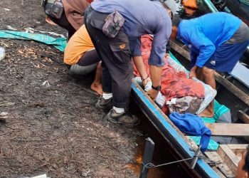 Bima Tewas Diterkam Harimau Saat Buang Air Besar