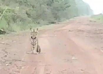 Viral Video Penampakan Harimau, Lokasinya ternyata Bukan di Sungai Gelam