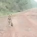 Viral Video Penampakan Harimau, Lokasinya ternyata Bukan di Sungai Gelam