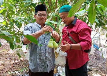 Kisah Inspiratif Dumami,Raih Jutaan Rupiah dari Jambu Madu 