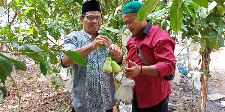 Kisah Inspiratif Dumami,Raih Jutaan Rupiah dari Jambu Madu 