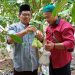 Kisah Inspiratif Dumami,Raih Jutaan Rupiah dari Jambu Madu 