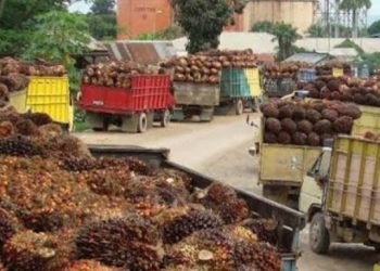 CPO Dilarang Ekspor, Petani Keluhkan Harga TBS Sawit di Sungaigelam Anjlok