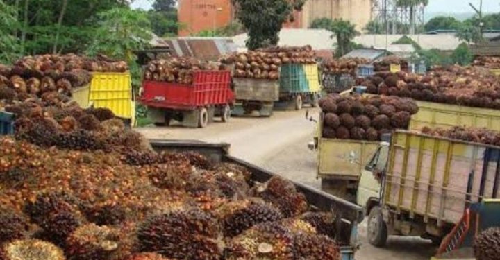 CPO Dilarang Ekspor, Petani Keluhkan Harga TBS Sawit di Sungaigelam Anjlok