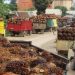 CPO Dilarang Ekspor, Petani Keluhkan Harga TBS Sawit di Sungaigelam Anjlok