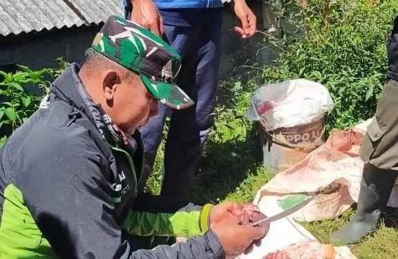 Sertu Yuni Raharso Lakukan Pengecekan Hewan Kurban di Desa Batur 