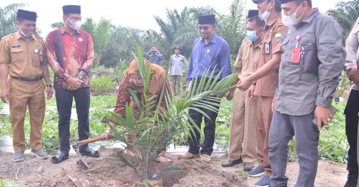Bupati Muaro Jambi Hadiri Tanam Perdana dan Peremajaan Sawit di Sungai Bahar