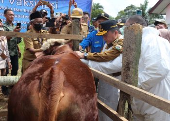 Gubernur Al Haris Tinjau Pelaksanaan Vaksinasi PMK di Desa Mekar Sari 