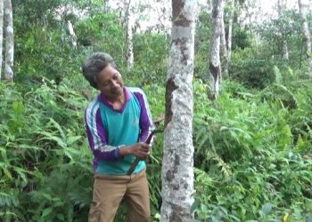 Harga Karet Merosot, Petani di Muarojambi Menjerit 