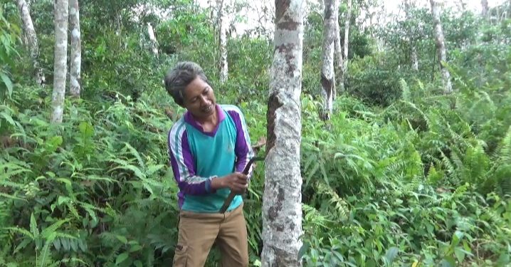 Harga Karet Merosot, Petani di Muarojambi Menjerit 