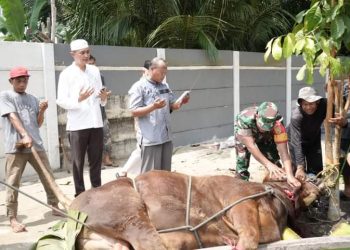 PJ Bupati Muaro Jambi Serahkan Hewan Kurban di Masjid Mujahidin Kasang Pudak