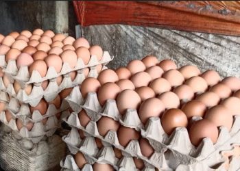 HARGA TELUR AYAM DI PASAR SENGETI MELAMBUNG