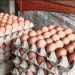 HARGA TELUR AYAM DI PASAR SENGETI MELAMBUNG