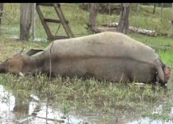 Terjangkit Penyakit Ngorok Ratusan Kerbau Mendadak Mati di Batanghari 