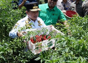 Gubernur Jambi Al Haris Panen Raya Cabai Merah di Desa Tidar Kuranji 